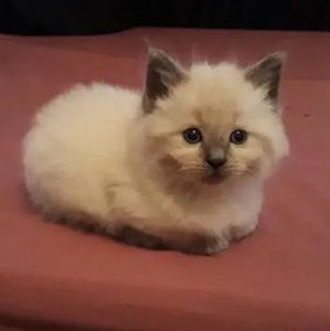 Meet your Posher, Owen